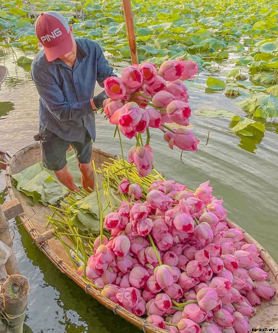 15 Types of Lotus Flowers and Their Meaning