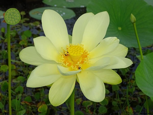 15 Types of Lotus Flowers and Their Meaning