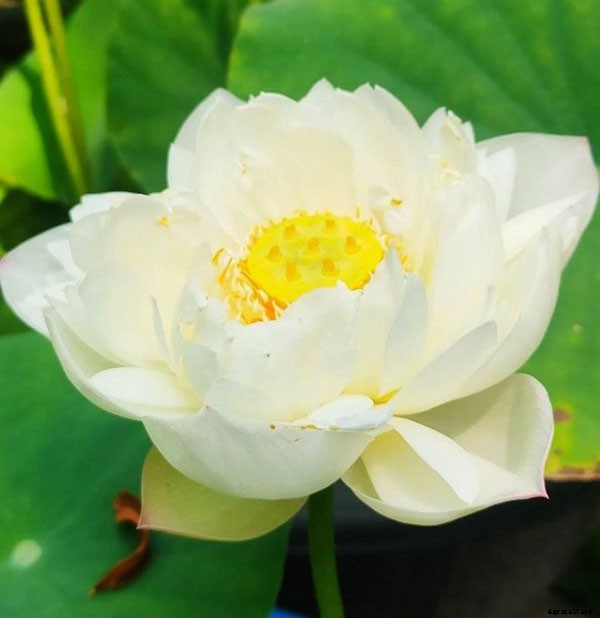 15 Types of Lotus Flowers and Their Meaning