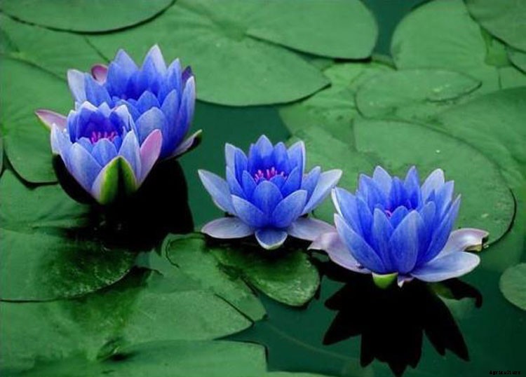 15 Types of Lotus Flowers and Their Meaning
