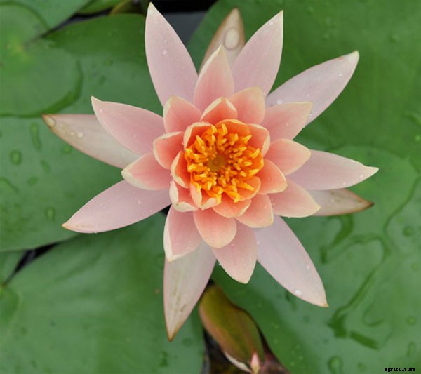 15 Types of Lotus Flowers and Their Meaning