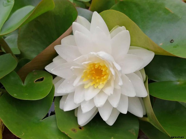 15 Types of Lotus Flowers and Their Meaning