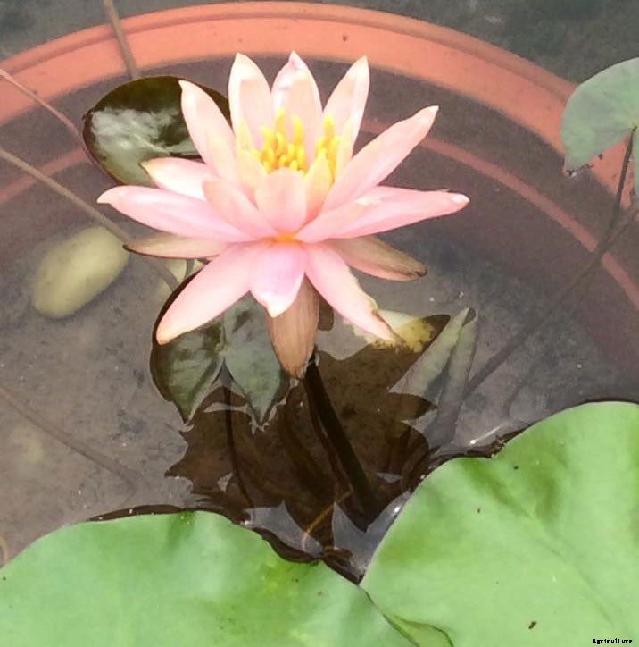 15 Types of Lotus Flowers and Their Meaning