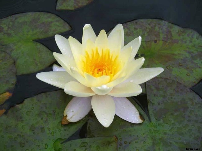 15 Types of Lotus Flowers and Their Meaning