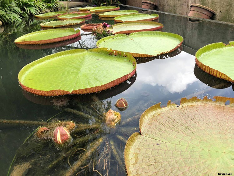 15 Types of Lotus Flowers and Their Meaning