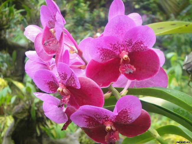 The Flowery Meanings, Languages and Sentiments – A to Z