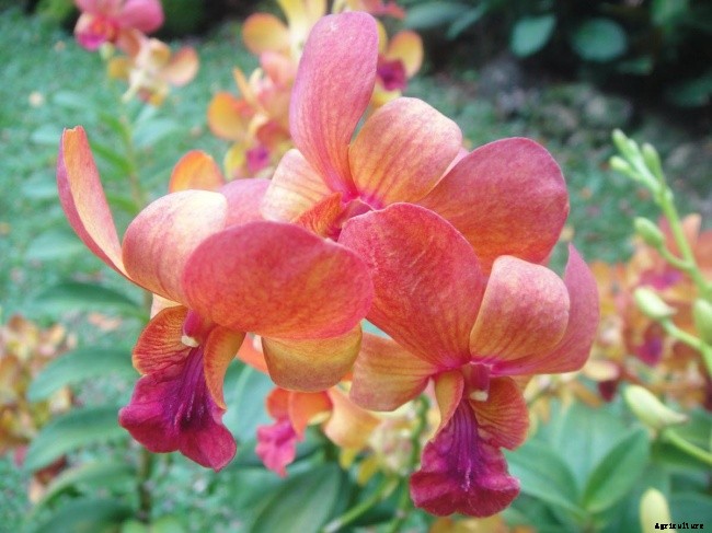 The Flowery Meanings, Languages and Sentiments – A to Z