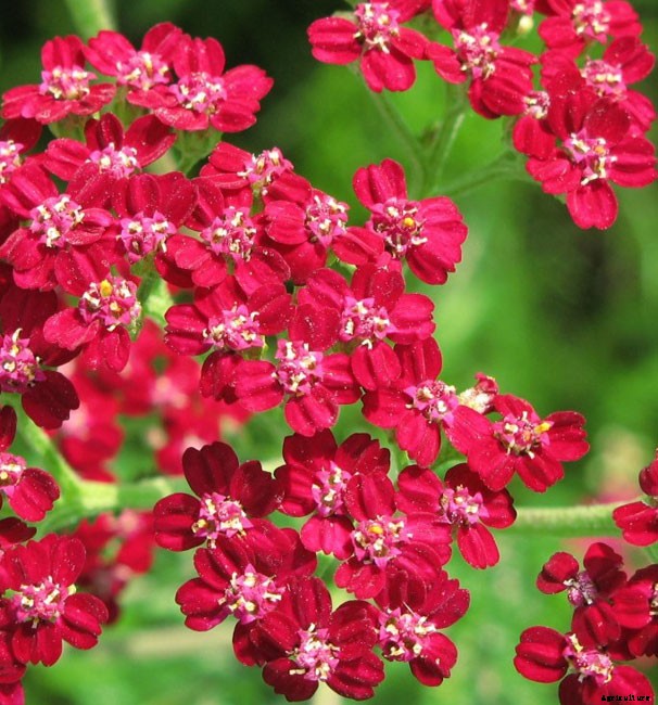 The Flowery Meanings, Languages and Sentiments – A to Z