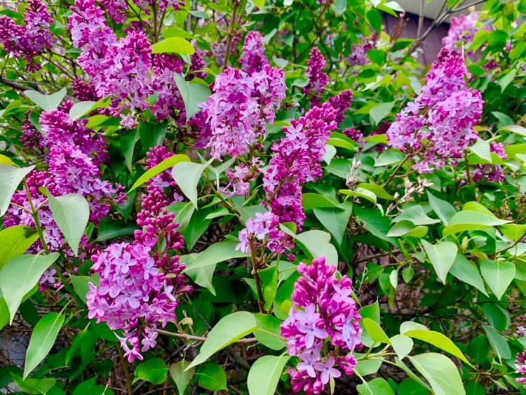 The Flowery Meanings, Languages and Sentiments – A to Z