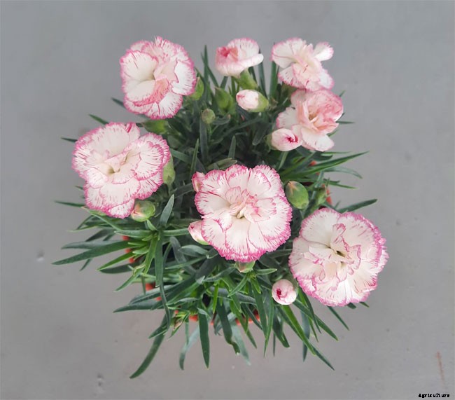 The Flowery Meanings, Languages and Sentiments – A to Z