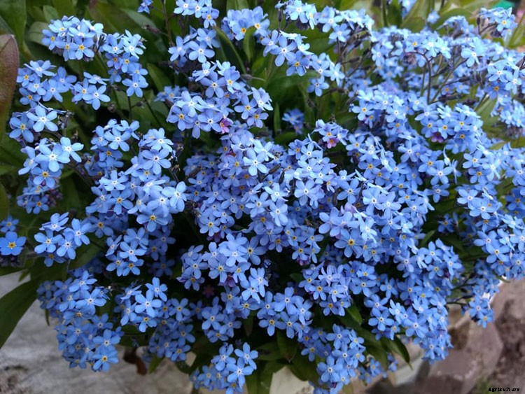 The Flowery Meanings, Languages and Sentiments – A to Z