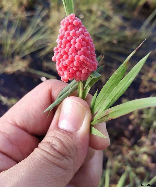 The Flowery Meanings, Languages and Sentiments – A to Z