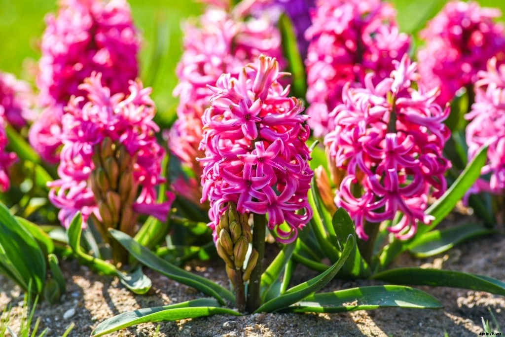 The Flowery Meanings, Languages and Sentiments – A to Z