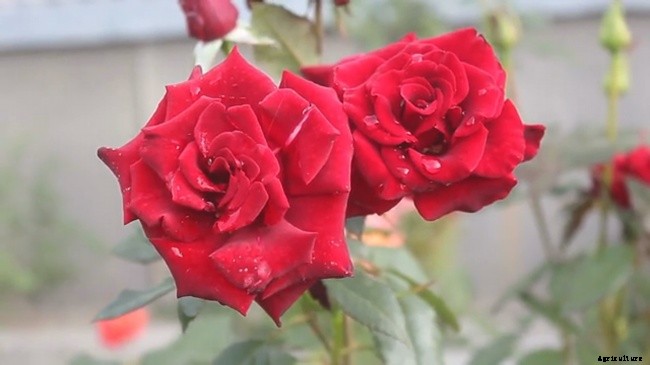 The Flowery Meanings, Languages and Sentiments – A to Z