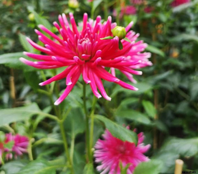 The Flowery Meanings, Languages and Sentiments – A to Z