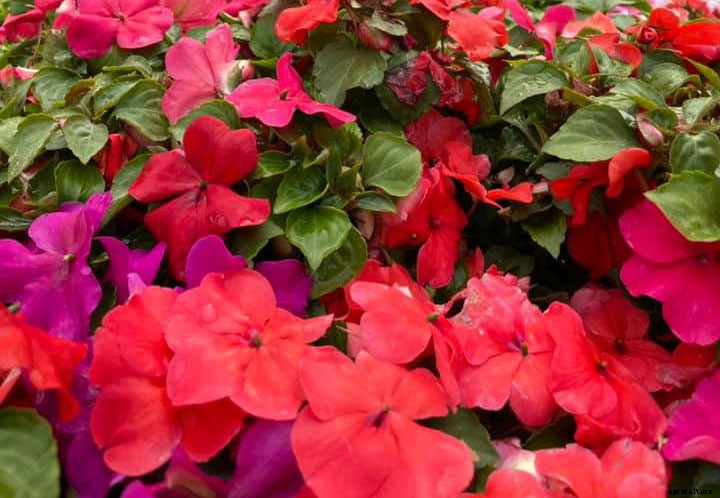 Learn How to Grow Impatiens From Seeds