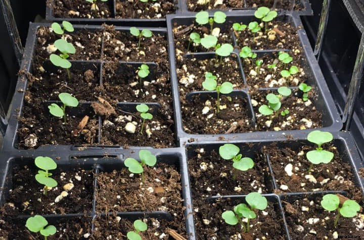 Learn How to Grow Impatiens From Seeds