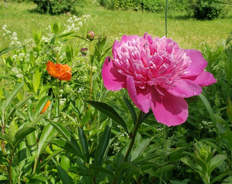 How To Grow and Plant Peonies From Seeds