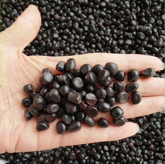 How To Grow and Plant Peonies From Seeds