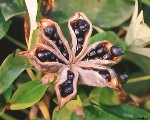 How To Grow and Plant Peonies From Seeds