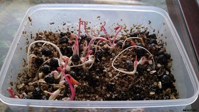 How To Grow and Plant Peonies From Seeds