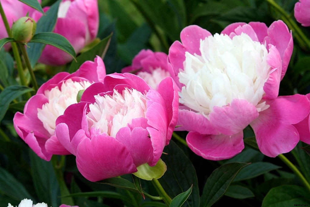 11 Best Smelling Flowers to Have in Your Garden