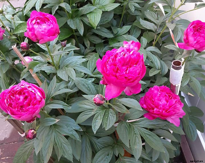 How To Grow and Plant Peonies From Seeds