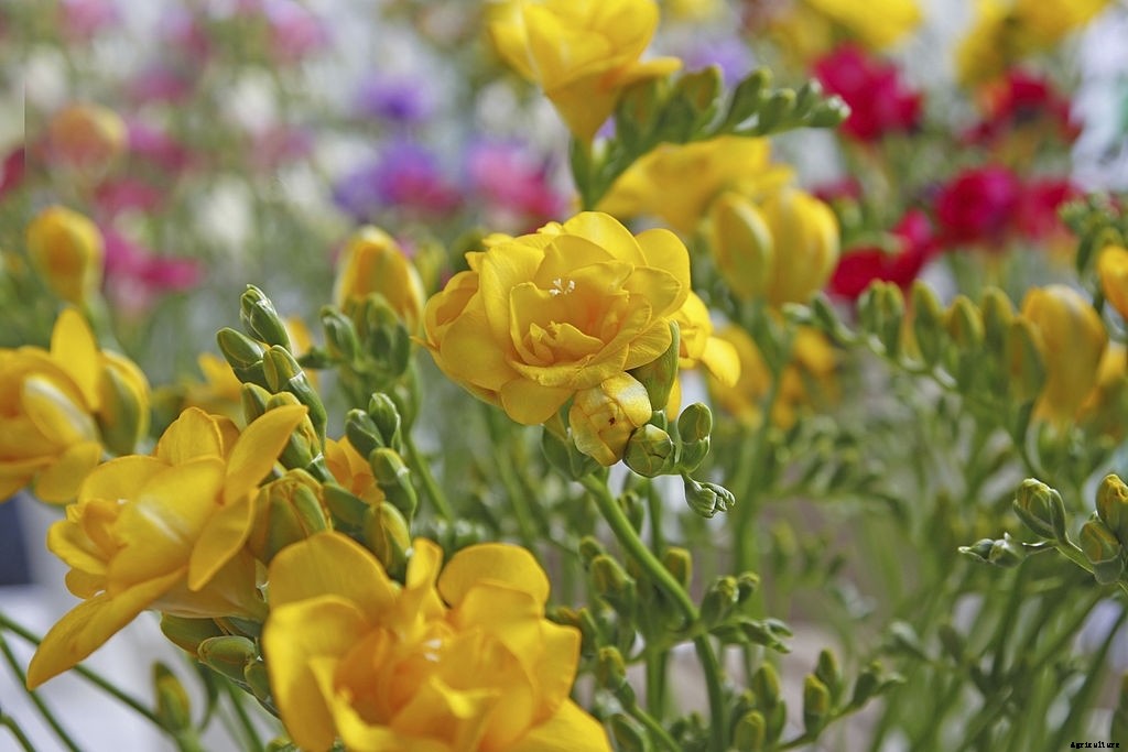11 Best Smelling Flowers to Have in Your Garden