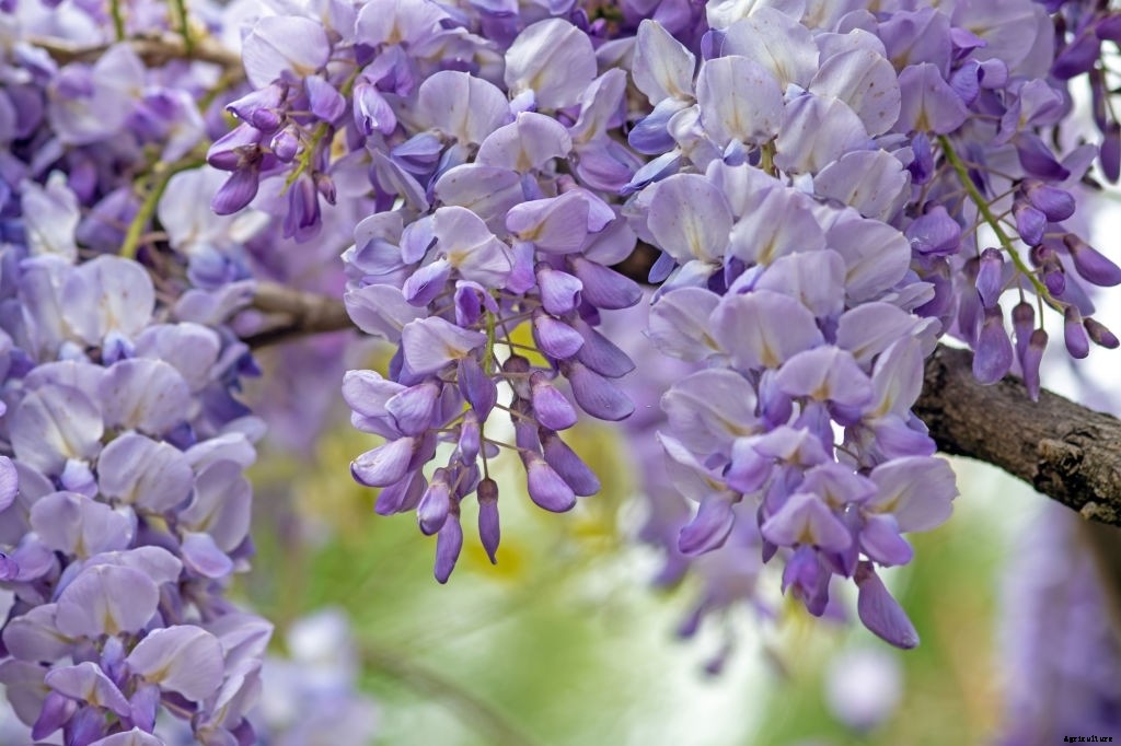 11 Best Smelling Flowers to Have in Your Garden