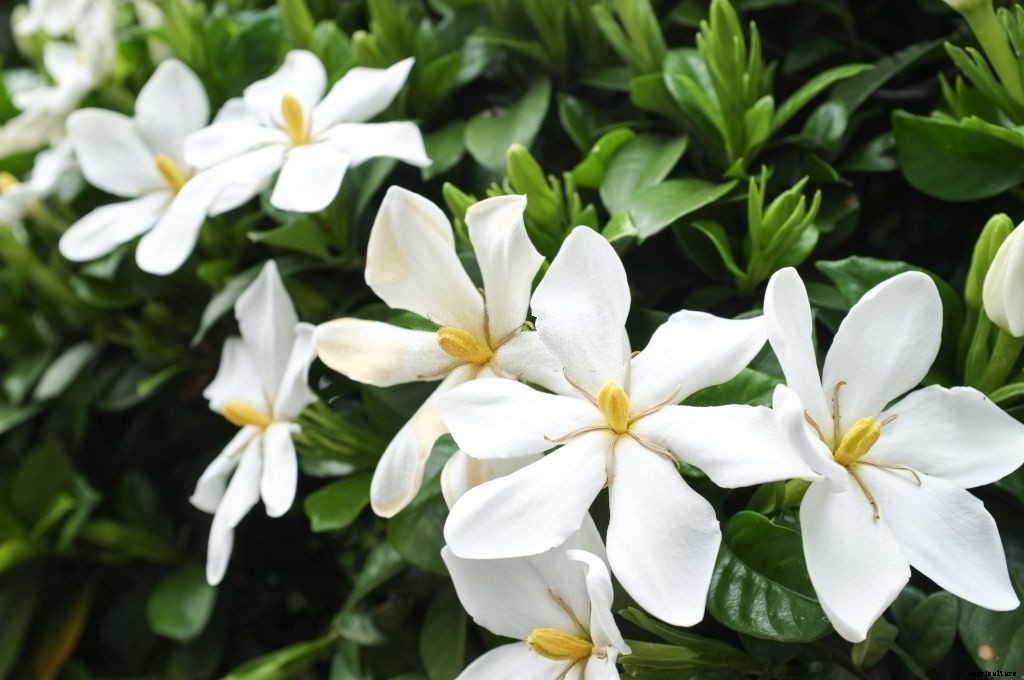 11 Best Smelling Flowers to Have in Your Garden