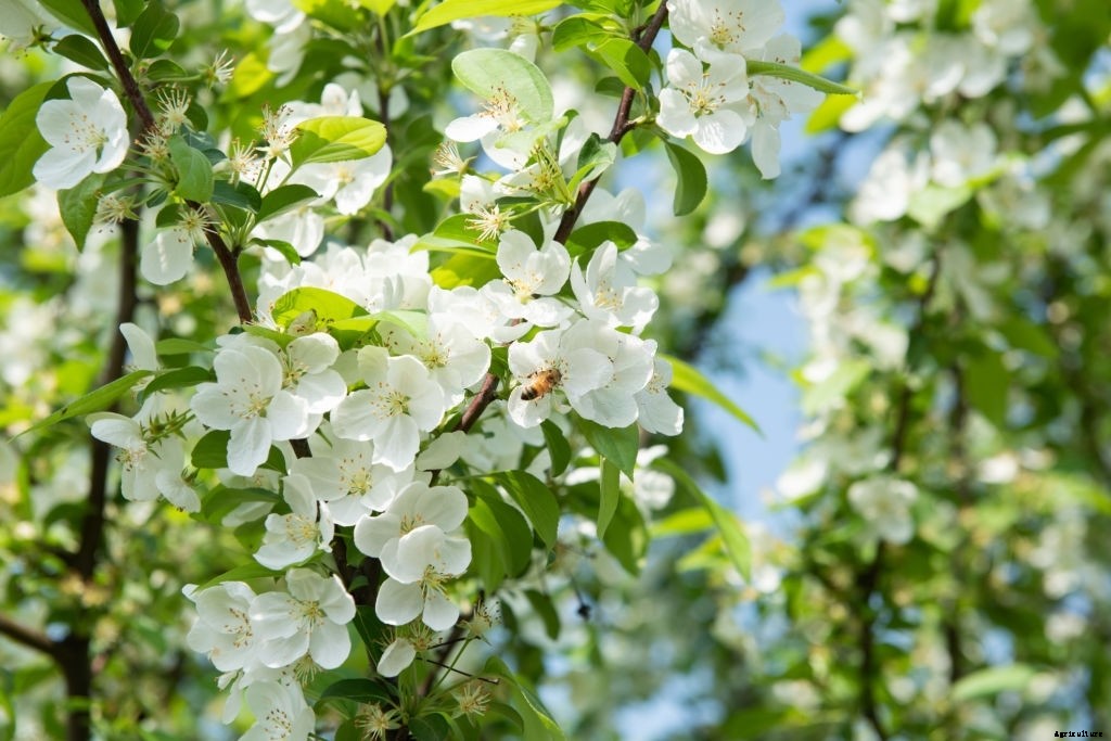 11 Best Smelling Flowers to Have in Your Garden