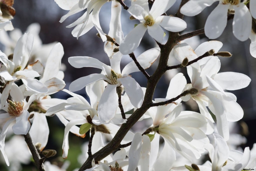 11 Best Smelling Flowers to Have in Your Garden