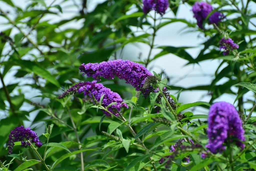 11 Best Smelling Flowers to Have in Your Garden