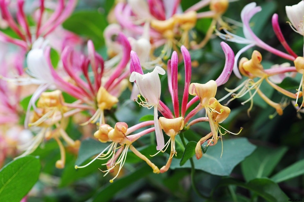 11 Best Smelling Flowers to Have in Your Garden