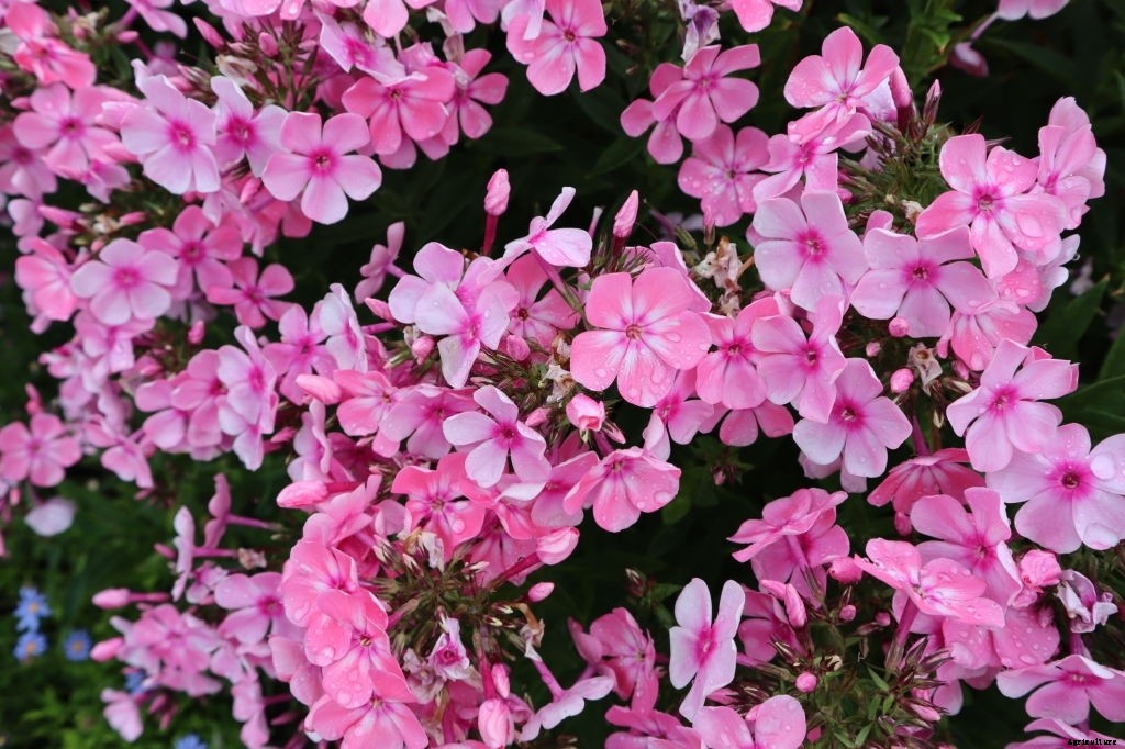 11 Best Smelling Flowers to Have in Your Garden