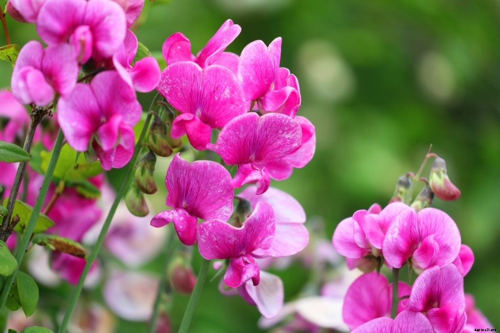 11 Best Smelling Flowers to Have in Your Garden