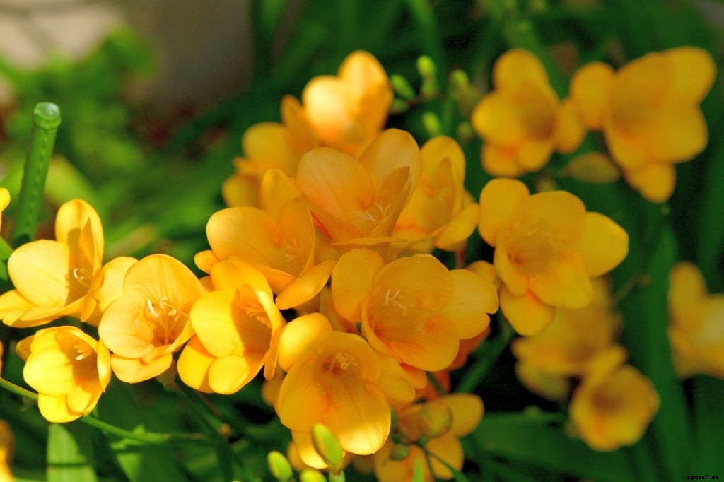 11 Best Smelling Flowers to Have in Your Garden