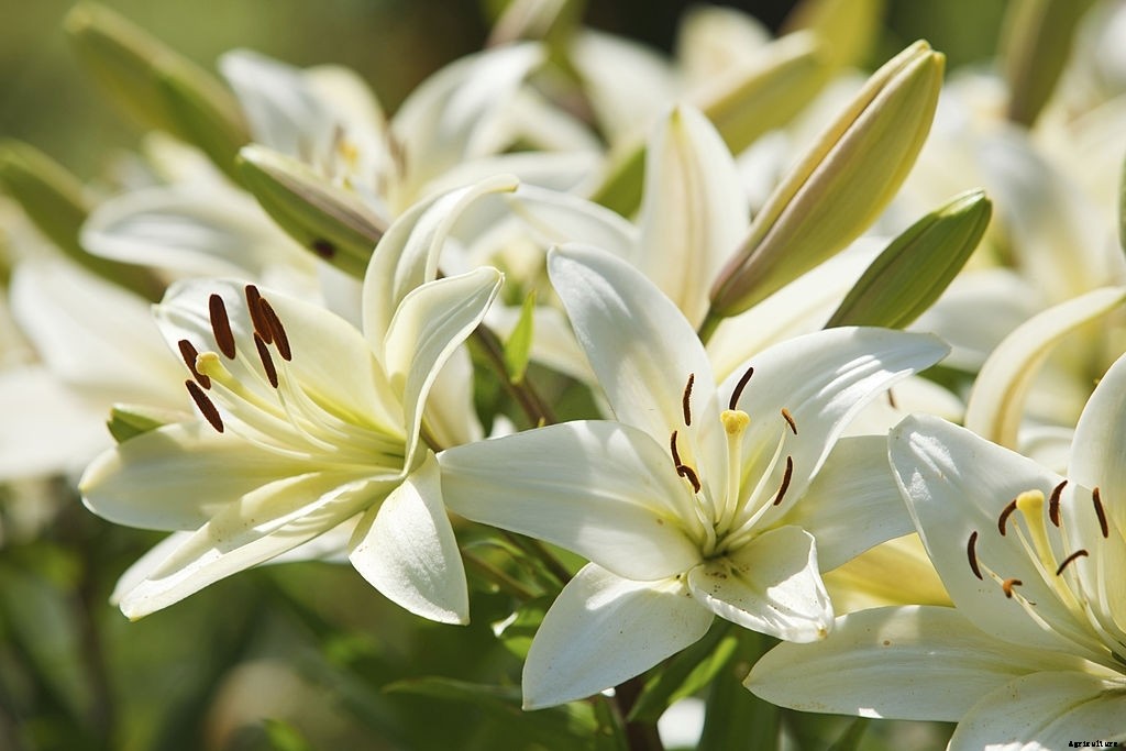 11 Best Smelling Flowers to Have in Your Garden