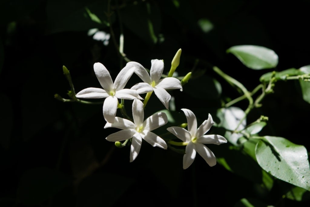 11 Best Smelling Flowers to Have in Your Garden