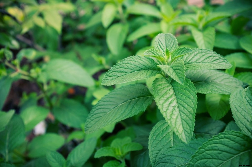 11 Best Smelling Flowers to Have in Your Garden