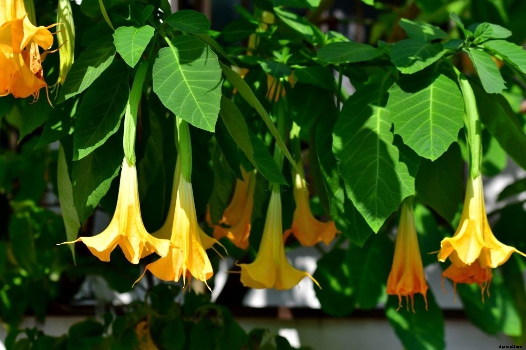 11 Best Smelling Flowers to Have in Your Garden