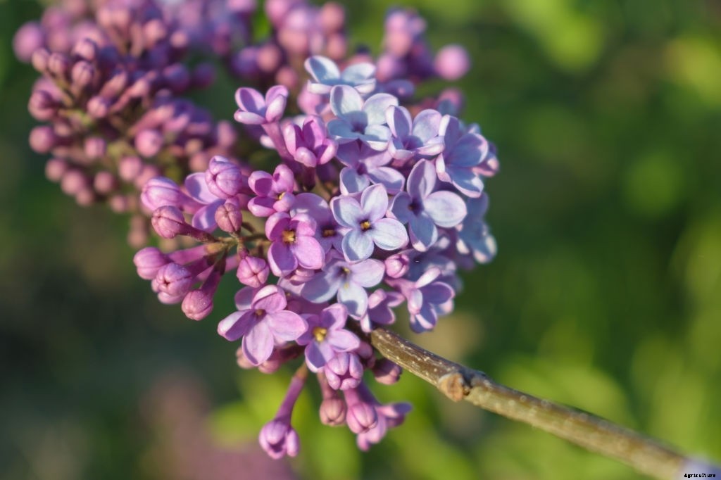 11 Best Smelling Flowers to Have in Your Garden