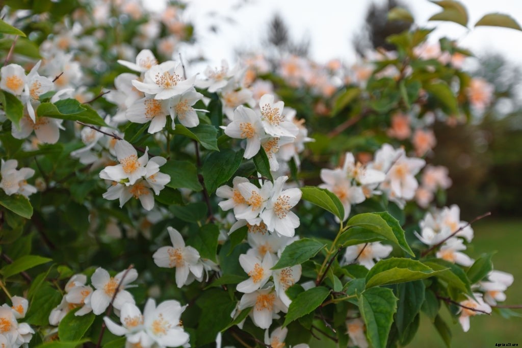 11 Best Smelling Flowers to Have in Your Garden