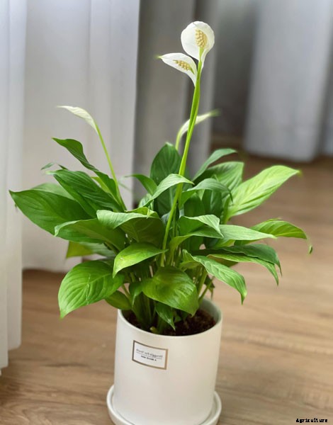 10 Best Flowers to Plant Indoors