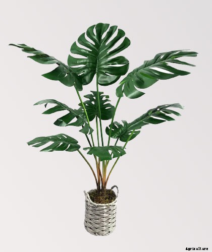 10 Best Flowers to Plant Indoors