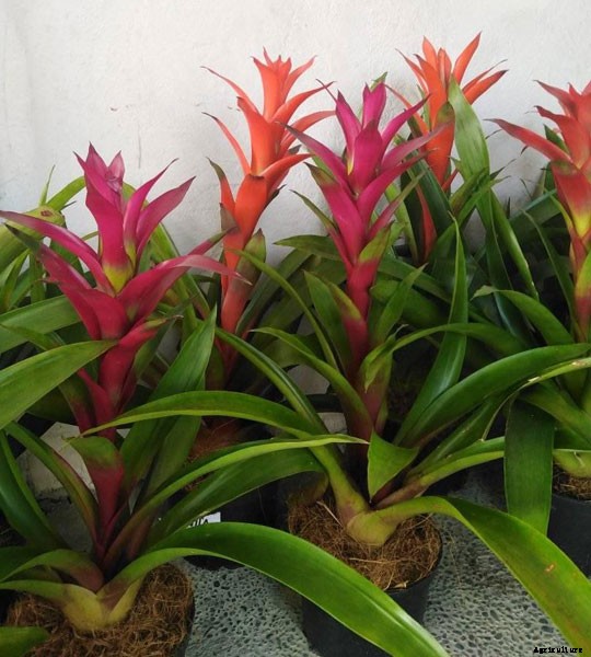 10 Best Flowers to Plant Indoors