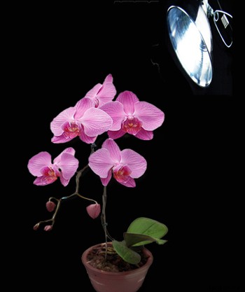 10 Best Flowers to Plant Indoors