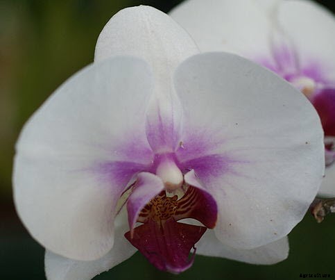 10 Best Flowers to Plant Indoors