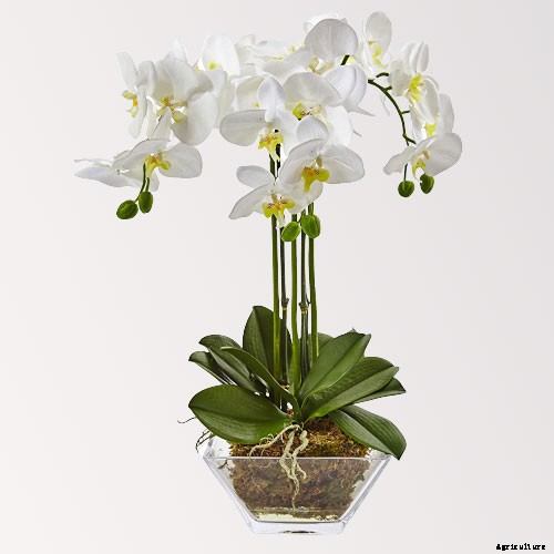 10 Best Flowers to Plant Indoors