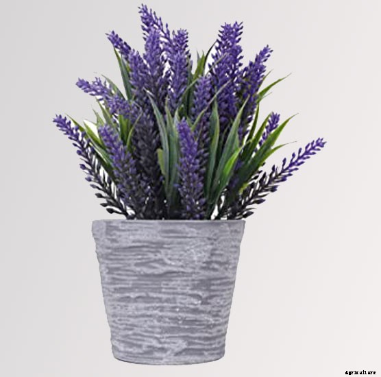 10 Best Flowers to Plant Indoors